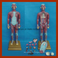 Torso Muscular Humano de 85cm con Modelo de Anatomía de Órganos Internos (17 PCS)